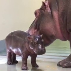 Regardez ce bébé hippopotame adorable...