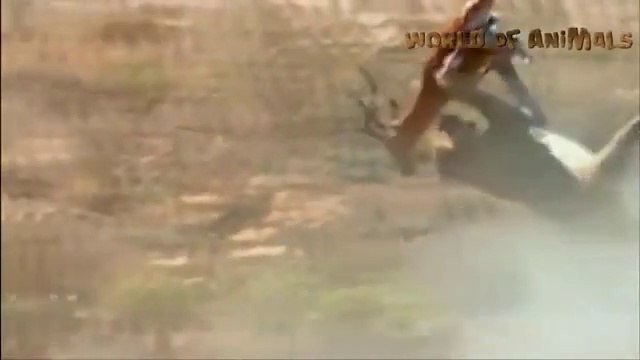 Animal World shikaar hi Shikaar Best new Latest Shikaar video 'Lion Vs Tiger Fight' Lion Vs Deer ' Lion vs Zebra ' Tigers Shikaar ' Old Lion Shikaar' Super Shikar video Full HD