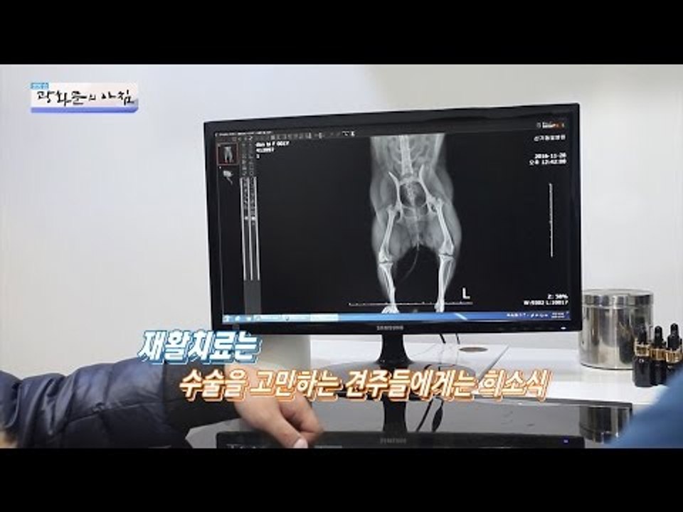 반려동물 슬개골 탈구 재활 치료법은? [광화문의 아침] 385회 20161222