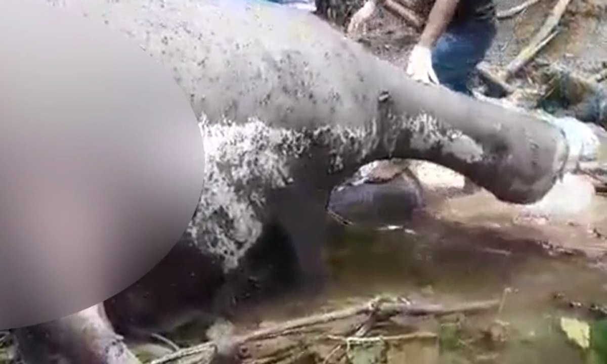 Diduga Diracun, Gajah di Aceh Ini Ditemukan Mati