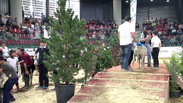 Gap : le salon de l'élevage haut-alpin fait le bonheur des exploitants agricoles mais aussi des enfants