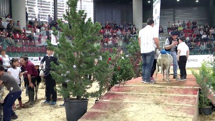 Gap : le salon de l'élevage haut-alpin fait le bonheur des exploitants agricoles mais aussi des enfants