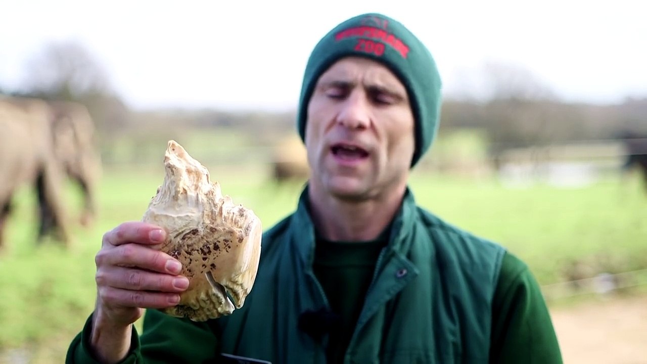 Cet éléphant maigrit à vue d'oeil, quand l'homme regarde dans sa bouche, il est sous le choc par cette découverte!