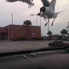 Gullible seagulls fall for crips on dashboard prank