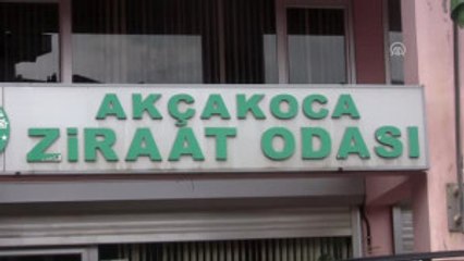 Fındık Hava Şartlarından Olumsuz Etkilendi"