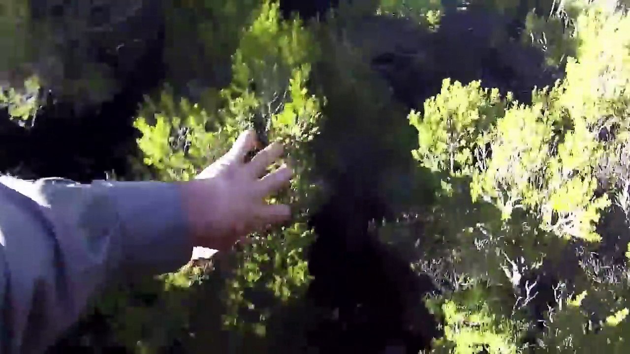 Chasse du sanglier en battue 2016 - Doublé de sanglier