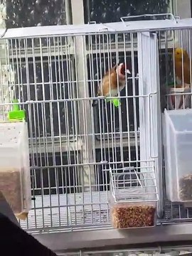 Magnifique couple Chardonneret mâle avec une femelle Canari jaune donnez nous vos avis sur son chant mes Amis de : Lill