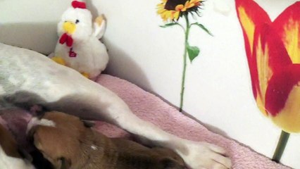 7ème Vidéo Maman et ses P'tits Oeufs de la 28ème portée de Staffordland