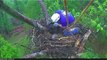 Rescuer Helps Injured Eaglet in DC Eagle Cam Nest