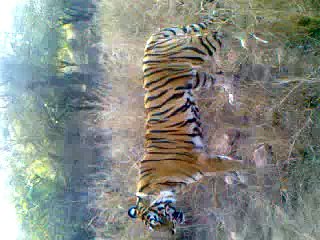 How I Met With The Machli "Tigress Queen of Ranthambore National Park"
