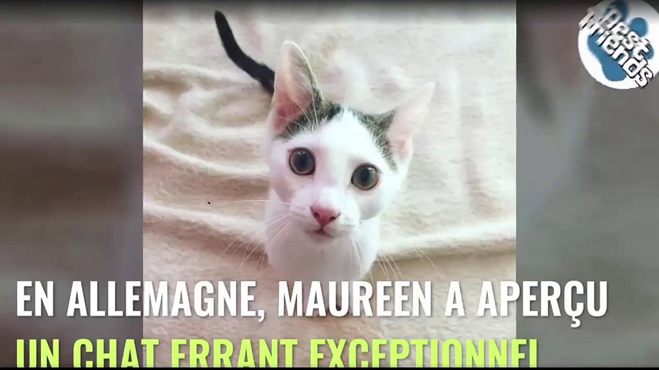 Découvrez Rocket, l'adorable chaton né sur 2 pattes !