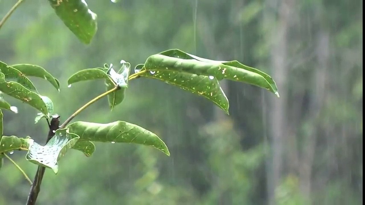 雨の音サンダーと少し激しい理想的な睡眠8時間なしでリラックス part 8/9