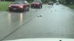 Flooding Leaves Fish on the Road in Round Lake Heights, Illinois