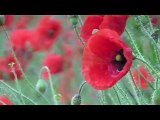 FREE HD Poppy flowers