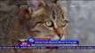 Kafe Kucing Penampung Kucing Liar di Rusia - NET24