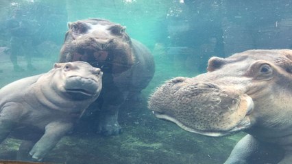 Baby hippo Fiona is reunited with family