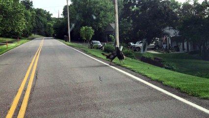 Turkeys Fighting in the Street