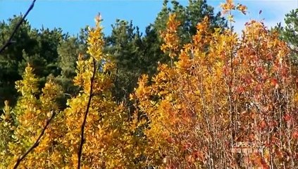 Grand Designs Australia S6E9