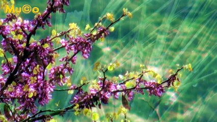 Michael Jones - Wildflowers - Kır Çiçekleri (Best World Chillout Relax Musics HD) Mu©o