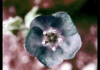 National Geographic The Great Mojave Desert (Joseph Campanella) (1971)