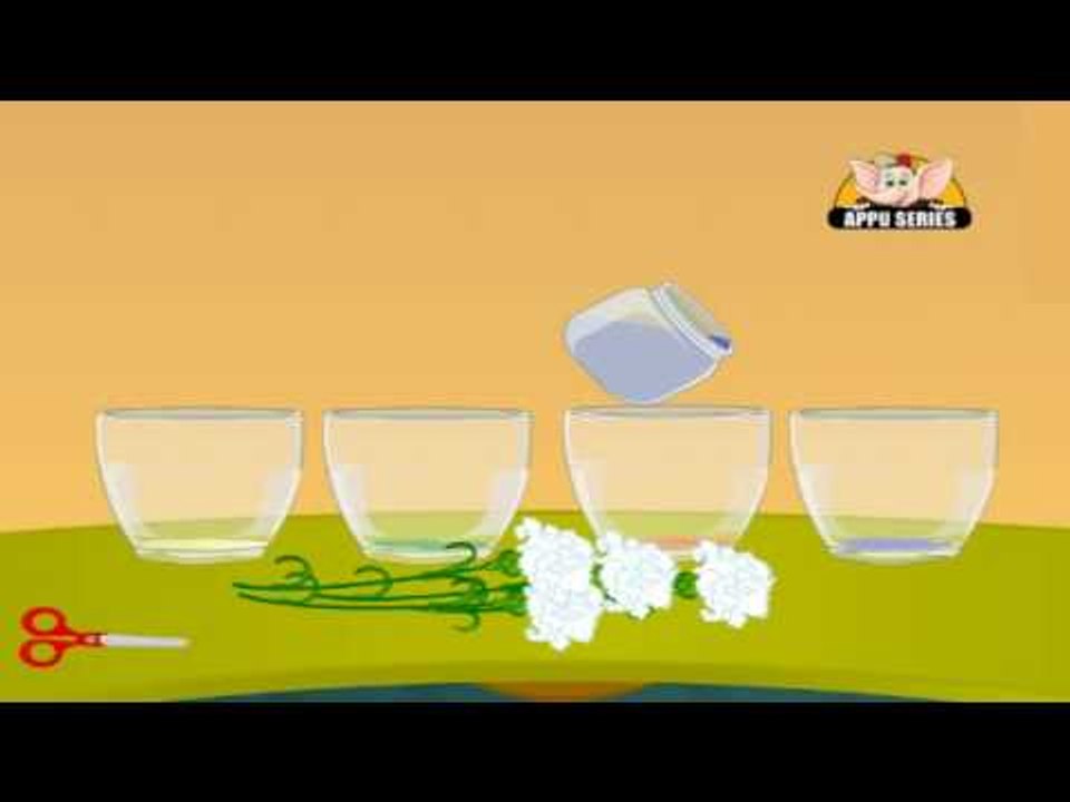 Learn Science through Home Experiments in Kannada  - Drinking Plants