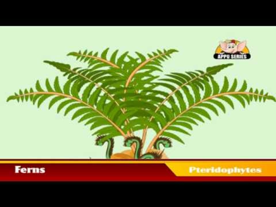 Learn about Plants in Kannada - Pteridophytes