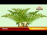 Learn about Plants in Kannada - Pteridophytes
