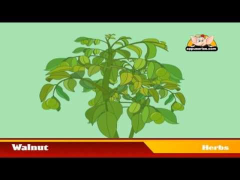 Learn about Plants in Kannada - Herbs