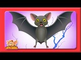 Bat Rhymes, Bat Animal Rhymes Videos for Children