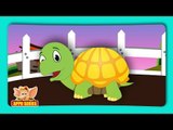 Tortoise Rhymes, Tortoise Animal Rhymes Videos for Children
