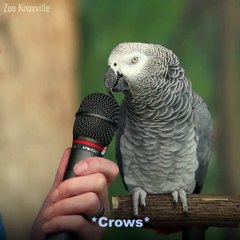 Einstein The Parrot Has Great Impressions