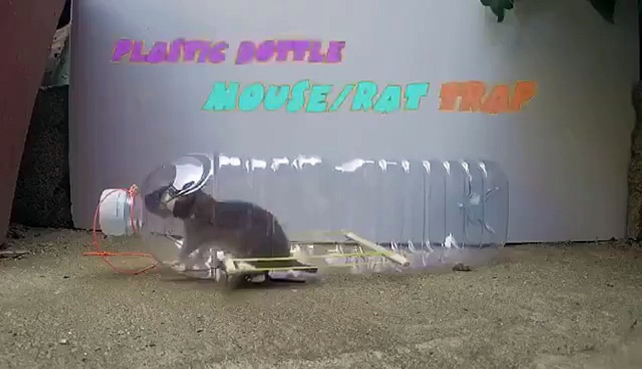 กับดักหนูทำเอง จากอุปกรณ์ง่ายๆ