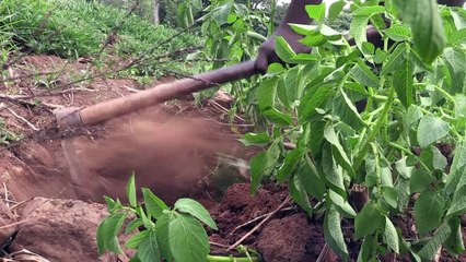 Kenya: dans la vallée du Rift, la politique nourrit la violence