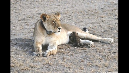 Lần đầu chụp được ảnh sư tử cái cho báo con bú