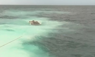 AL Selamatkan Gajah Yang Hanyut di Laut
