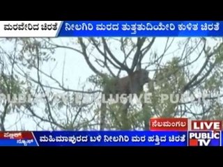 Forest Officials Capture A Cheetah In Nelamangala