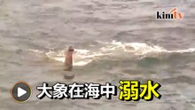 大象海中漂   斯里兰卡动员拯救