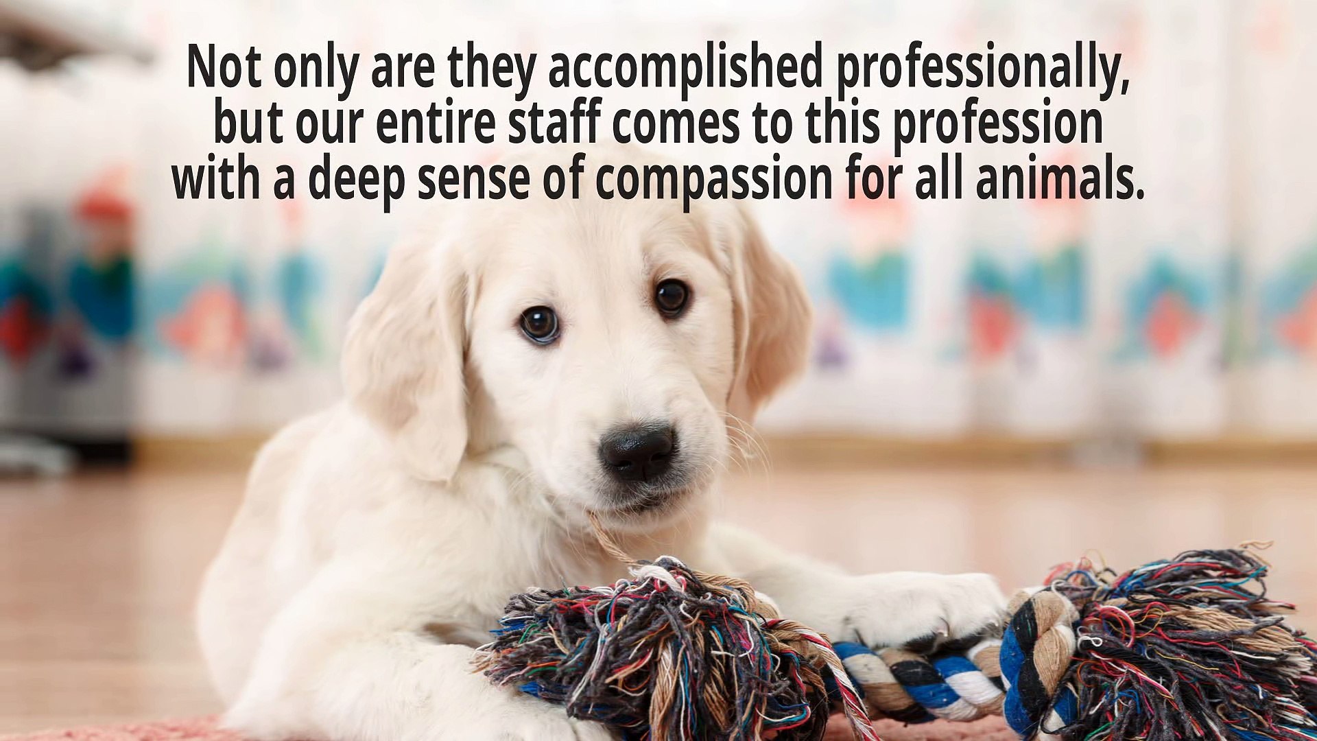 ⁣Certified Surgical Specialists - Metropolitan Veterinary Center
