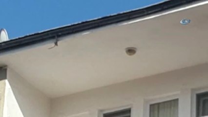 Ankara İtfaiyesi Ayağı Yağmurluğa Takılan Kırlangıç İçin Alarma Geçti