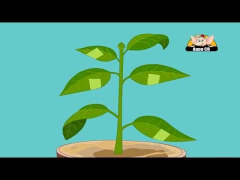 Learn about Plants in Kannada - Photosynthesis Experiment - 2