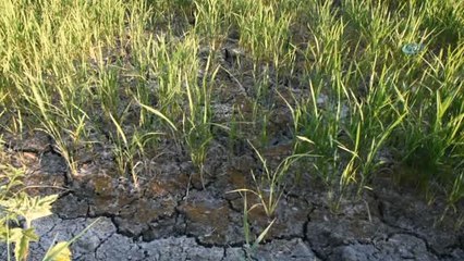 Çeltik Üreticileri Perişan Durumda