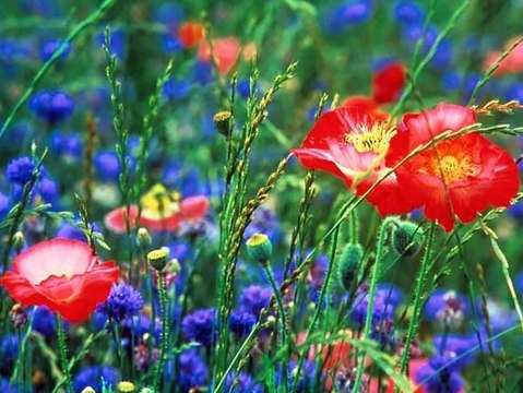 Erik Satie - Gnossienne N°2