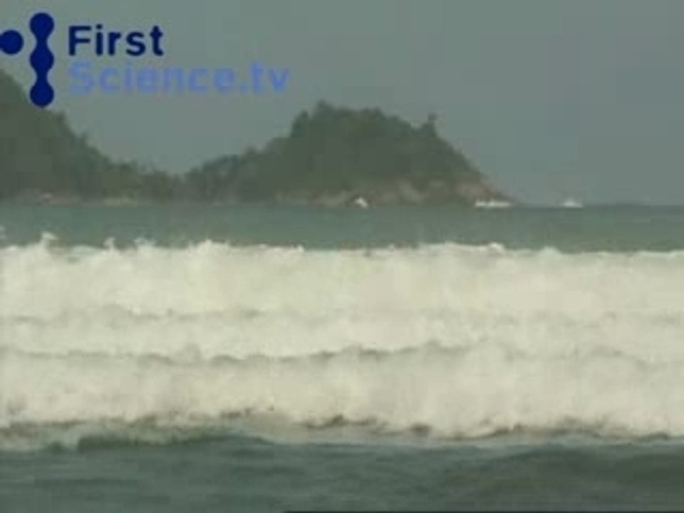How did animals in Thailand know the tsunami was coming?