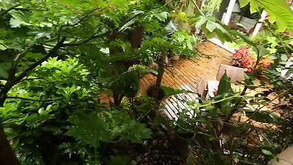 Ông bố dành 20 năm để biến vườn nhà thành rừng mưa bí mật