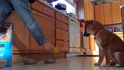 Chaque fois que son maître lui verse de la nourriture, ce chien a une curieuse réaction !