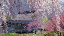 岩本秀⼀の日本の春の花 一