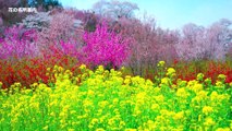 岩本秀⼀の日本の春の花 二