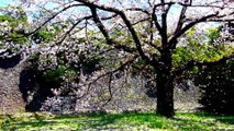 岩本秀⼀の日本の春の花 三
