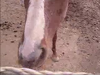 hysop ma louloutte jtm