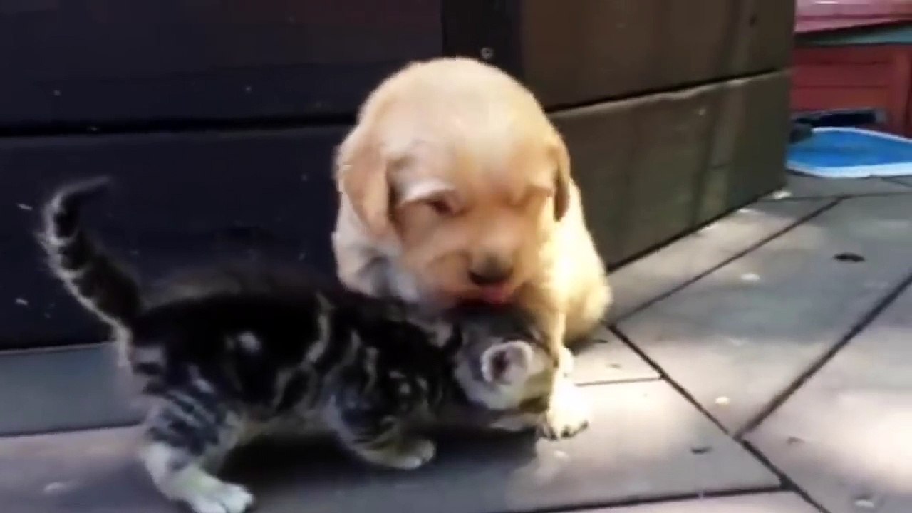 Ce chiot golden retriever est vraiment amoureux de son nouvel ami